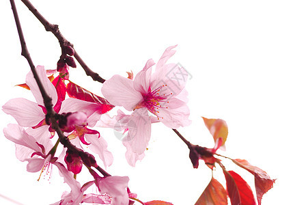 樱桃白色粉色花瓣生长文化植物植物学图片