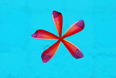 弗朗吉帕尼热带花瓣红色蓝色粉色水池图片