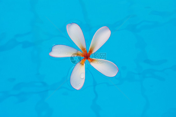 弗朗吉帕尼白色水池花瓣热带蓝色图片
