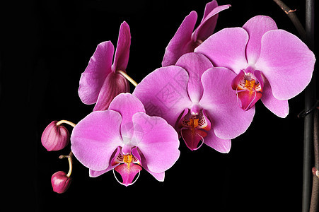粉红兰花植物黑色宏观紫色花瓣粉色热带图片