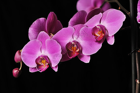 粉红兰花花瓣热带黑色紫色植物宏观粉色图片