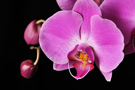 粉红兰花热带粉色植物黑色花瓣宏观紫色背景图片
