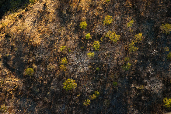 空中的萨凡纳艺术直升机平原旅行荒野草原树叶国家野生动物公园图片