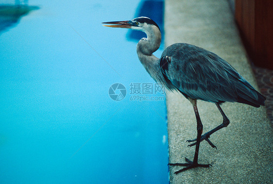 蓝色大海绵苍鹭动物白色黑色荒野脖子苍蝇白鹭黄色灰色图片