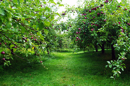 苹果果园行图片