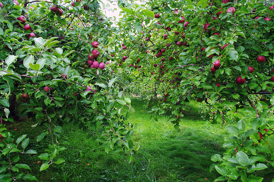 苹果果园行特写图片