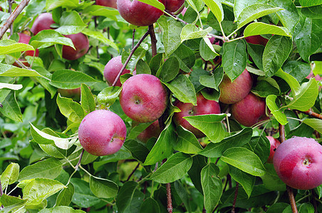 准备提取苹果收成食物水果农村农业叶子绿色红色果树苹果树图片