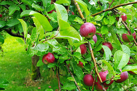 准备提取苹果收成生长食物农业苹果树果树红色果园绿色叶子图片