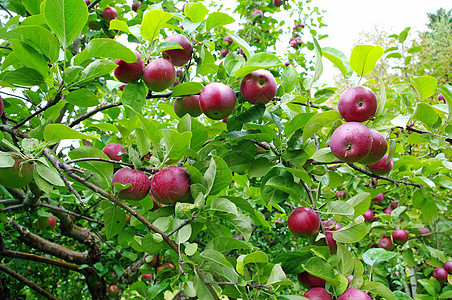 准备提取苹果果树食物苹果树农村生长绿色叶子季节农业收成图片