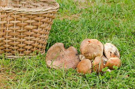 红色的红海帽黑咖啡 尾随着乳油蘑菇季节营养植物桦木叶子篮子宏观环境美食农村图片