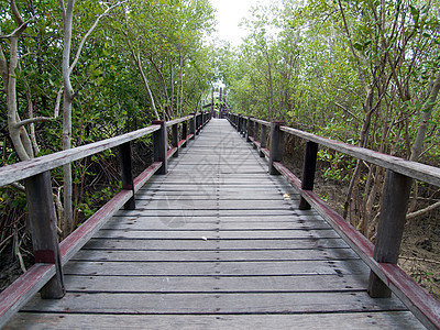 红树林上的木桥公园森林环境场景风景叶子材料行人木板旅行图片