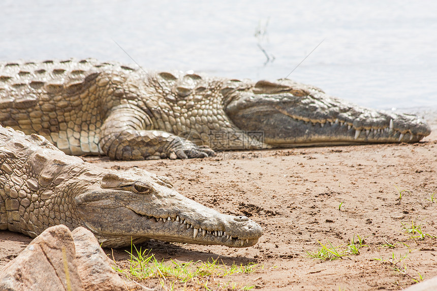 肯尼亚鳄鱼公园危险爬虫风险休息荒野食肉动物角马橙子图片