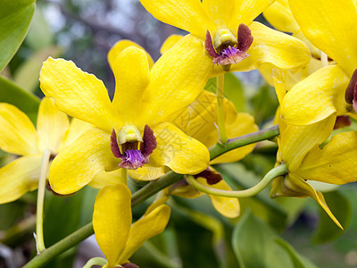 黄色石斛兰花美丽植物脆弱性花瓣植物群活力紫色热带粉色杂交种图片