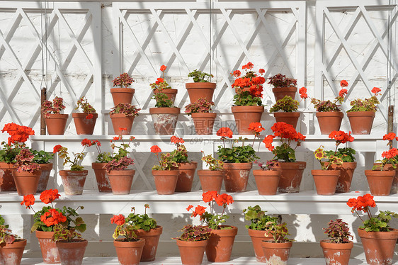 环玻璃美丽绿色植物群白色房子红色植物园艺团体图片