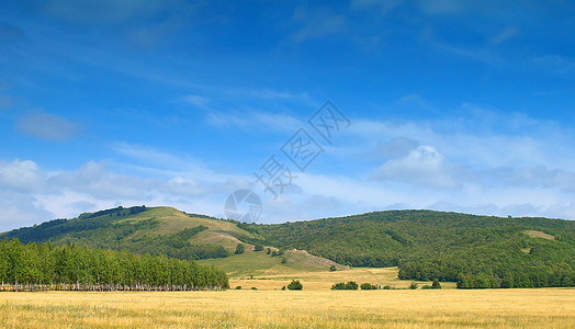 夏季风景植物植物群山脉叶子丘陵天空荒野场景树木天气图片