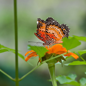 一只美丽的蝴蝶坐在花朵中橙子昆虫黄色黑色向日葵君主翅膀女王底面花瓣图片