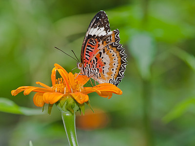 一只美丽的蝴蝶坐在花朵中翅膀黄色花园橙子昆虫君主花瓣向日葵黑色底面图片