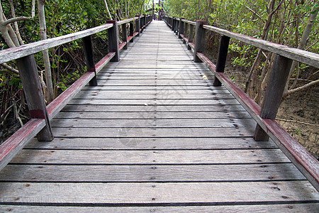 红树林上的木桥材料丛林运输植物季节热带木板木头控制板天空图片