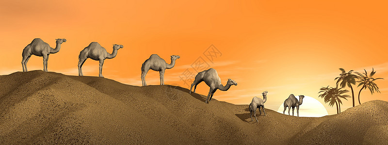 沙漠中的骆驼动物绿洲艺术棕榈野生动物地平线旅游荒野插图大篷车图片