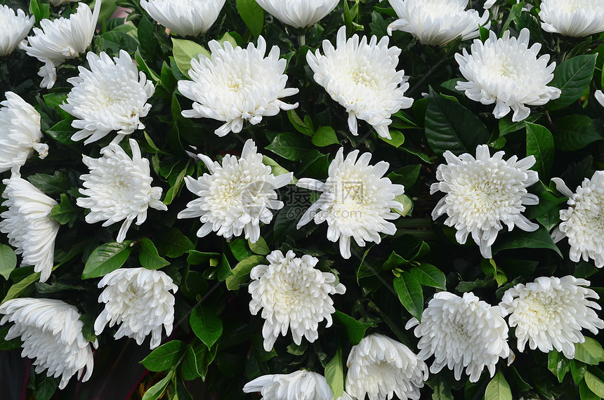 白菊花疗法植物群绿色收藏装饰香气植物芳香风格白色图片