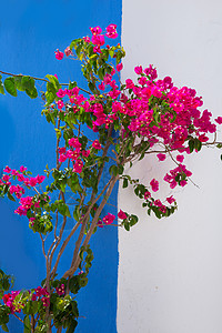 地中海地区的布干维尔粉红色花朵a蓝色海岸天堂植物群地标旅行阳台天空房子假期图片