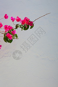以地中海为主题的布干维尔粉红色花朵图片