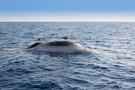 死鲸倒下漂浮在海洋中环境地平线上行野生动物鸟类蓝色液体海岸波纹海浪图片