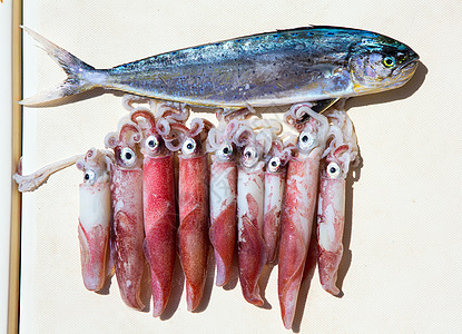 钓鱼后新鲜鱿鱼洛利戈粗俗 Mahi-Mahi图片