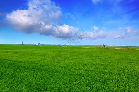 巴伦西亚稻田的El Saler绿草地环境叶子植物场地食物收成培育天空种子农场图片