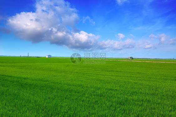 巴伦西亚稻田的El Saler绿草地环境叶子植物场地食物收成培育天空种子农场图片