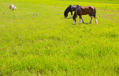 绿色黄黄春草地的马场地头发农田宠物鬃毛牧场马术尾巴农场荒野图片
