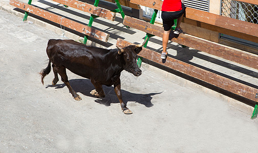 在西班牙街头盛宴上骑公牛奇观危险乐趣展示斗牛狂言栅栏牛角跑步奶牛图片