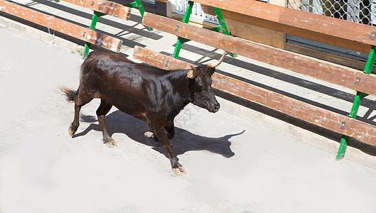 在西班牙街头盛宴上骑公牛庆典牛角旅游狂言冒险国家风险奶牛观光旅行图片