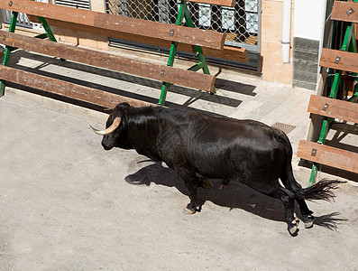在西班牙街头盛宴上骑公牛热情危险文化节日狂言风险牛角派对乐趣旅行图片