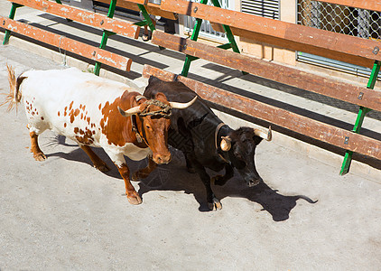 在西班牙街头盛宴上骑公牛传统斗牛冒险性冒险旅行展示乐趣奇观国家景点图片