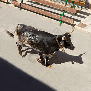 在西班牙街头盛宴上骑公牛狂言庆典乐趣圆环跑步冒险性文化派对展示观光图片