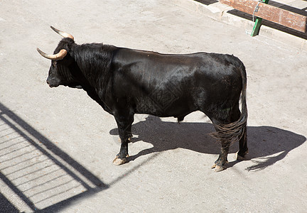 在西班牙街头盛宴上骑公牛旅游栅栏风险热情奇观牛角圆环派对狂言传统图片