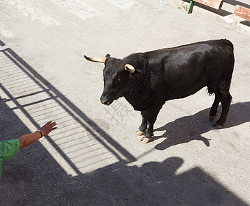 在西班牙街头盛宴上骑公牛国家奶牛旅行村庄冒险性奇观文化栅栏节日圆环图片