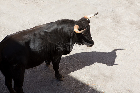 在西班牙街头盛宴上骑公牛国家栅栏冒险文化斗牛旅游奇观节日风险危险图片