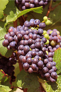一群葡萄葡萄叶黑色食物白色贸易收成发酵葡萄园侍酒师藤蔓图片