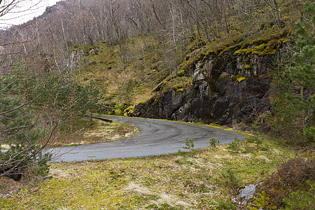 农村地貌的径长道路针叶树风景森林苔藓水平石头乡村图片