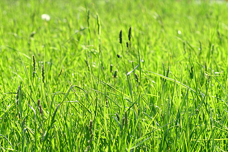 绿绿草绿化草皮投标植物群植物场地草地绿色植物纹理草原图片