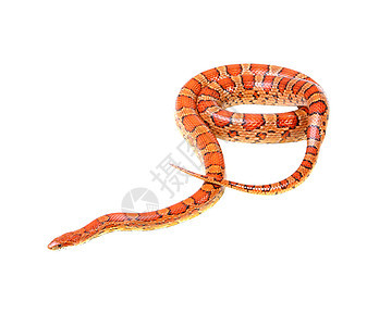 白色背景的玉米蛇濒危滑行动物危险宠物动物学荒野曲线橙子野生动物图片