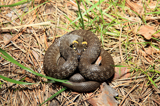 草蛇Natrix 是一条欧洲非毒蛇橙子野生动物攻击蛇皮生物黑色冷血爬虫动物图片