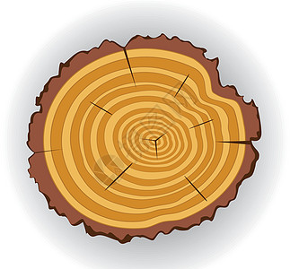木制切割木材日志同心松树宏观插图裂缝木头时间戒指图片