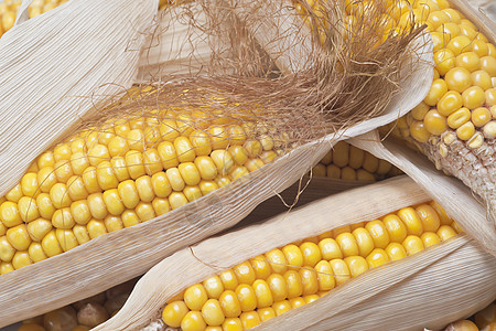 玉米角营养食物耳朵内核谷物改造种子棒子收成豆子图片