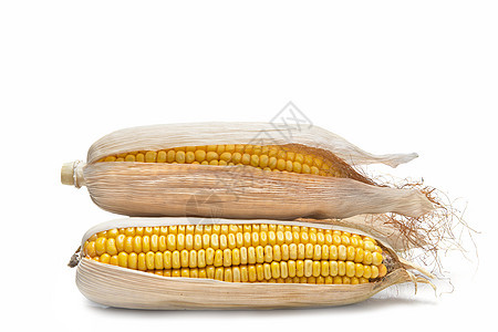 白种背景上的玉米耳朵收成果皮静物营养内核玉米片棒子谷物改造燃料图片