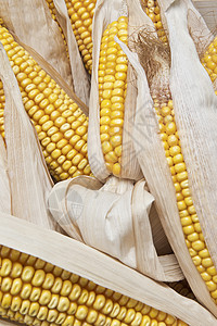 白种背景上的玉米耳朵豆子改造水果家畜玉米芯基因果皮农业燃料谷物图片