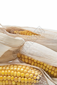 白种背景上的玉米耳朵农业静物谷物内核基因粮食营养生物宏观食物图片