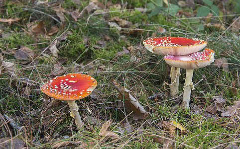 红白白色蘑菇棕色毒蝇毒菌叶子季节宏观绿色红色图片
